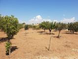  TRISCINA TERRENO AGRICOLO CON PIANTE DI ULIVO in Vendita